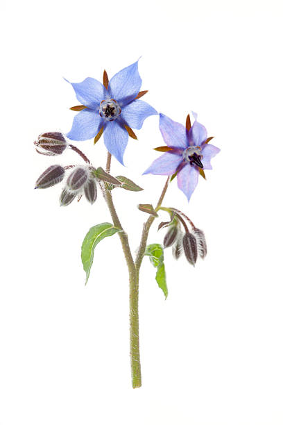 bleu bourrache fleurs (borago officinalis). - borage photos et images de collection