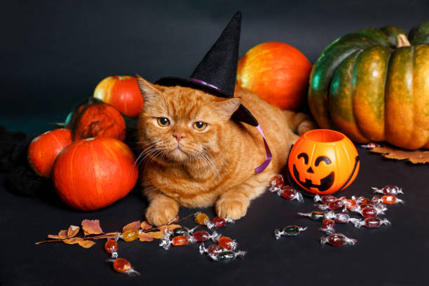 istock Red cat in witch hat protecting halloween candy on black 1713160681