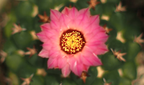 kwiat kaktusa coryphantha elephantidens - coryphantha zdjęcia i obrazy z banku zdjęć