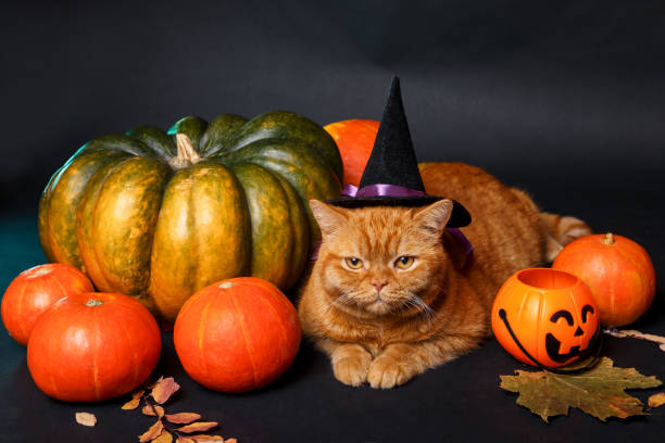 istock British red cat in witch hat lying between orange pumpkins on Halloween background 1713160699