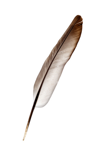 pigeon feather isolated on white