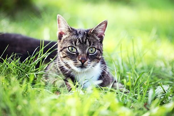 istock Cat in the garden 171316254