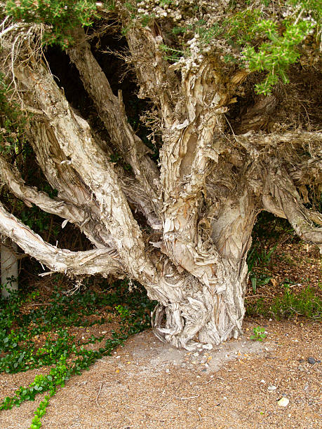 Paper Bark Tree - Melaleuca stock photo