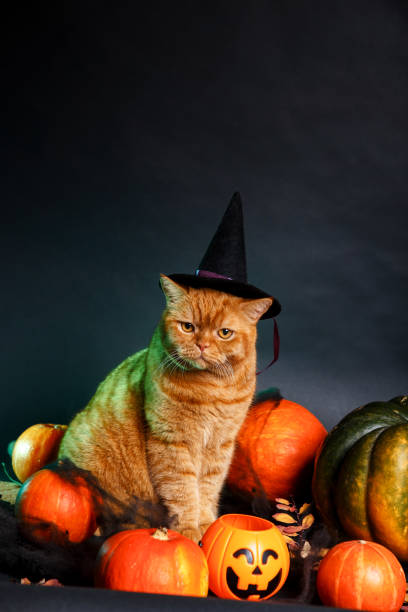 istock Pretty red cat in witch hat sitting between orange pumpkins on black background. Halloween cat 1713163526