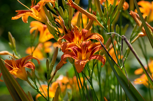 Hemerocallis fulva beautiful bright orange plants in bloom, ornamental flowering daylily flowers in natural parkland