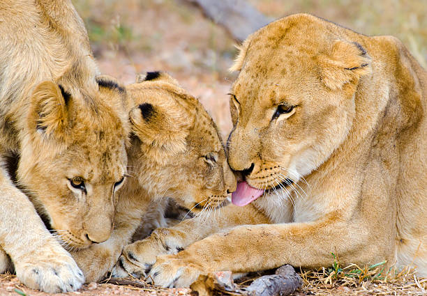 istock Lions pride - South Africa 171316556