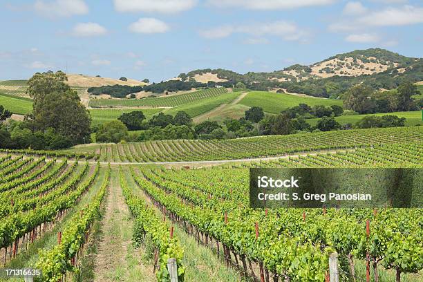 Viñedos Del Valle De Napa Foto de stock y más banco de imágenes de Valle de Napa - Valle de Napa, Viña, Agricultura