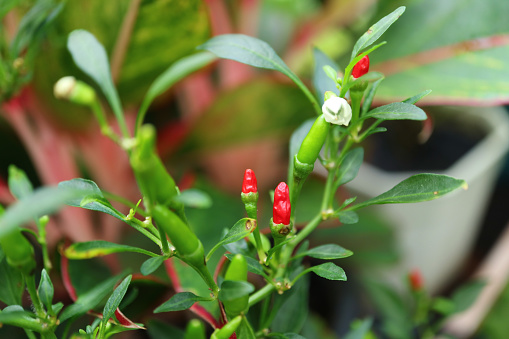 Closeup of Vibrant Red Extremely Hot Bird's Eye Chili Peppers Ripening on the Shrub