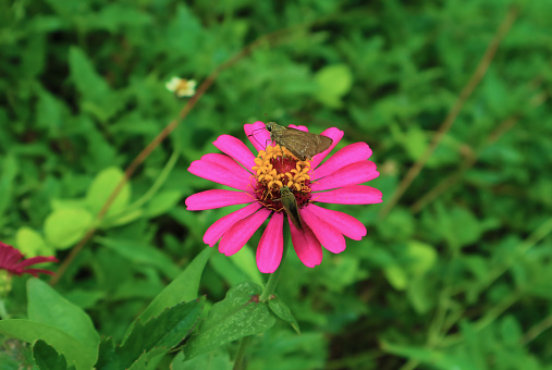 Vibrant pink blooming wild Zinnia flower with a pair of brown butterflies collecting nectar