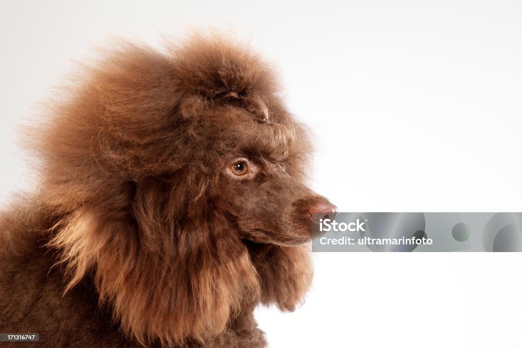 cane - Foto stock royalty-free di Animale