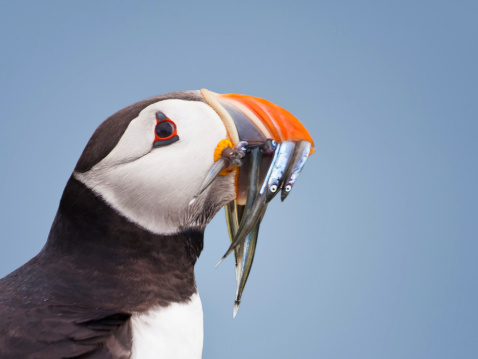 Close up profile portrait of an Atlantic Puffin, 