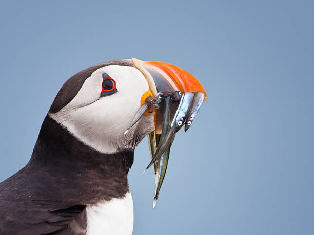 Puffin (Fratercula arctica), with sandeels Close up profile portrait of an Atlantic Puffin,  farne islands stock pictures, royalty-free photos & images