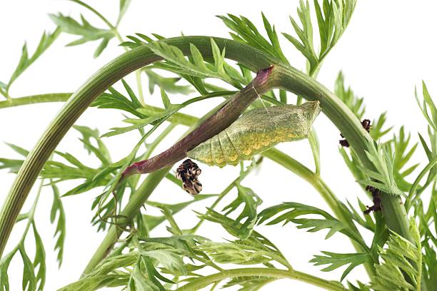 istock Old World Swallowtail (Papilio machaon) butterfly, chrysalis 171316893