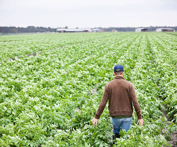istock Farmer walking through field of crops 171316915