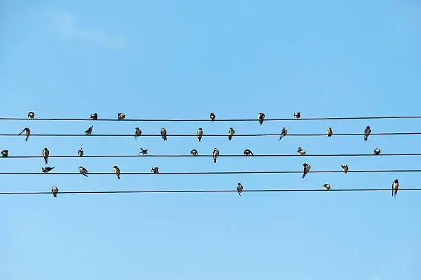 Photo of Birds sitting on electrical wires against blue sky