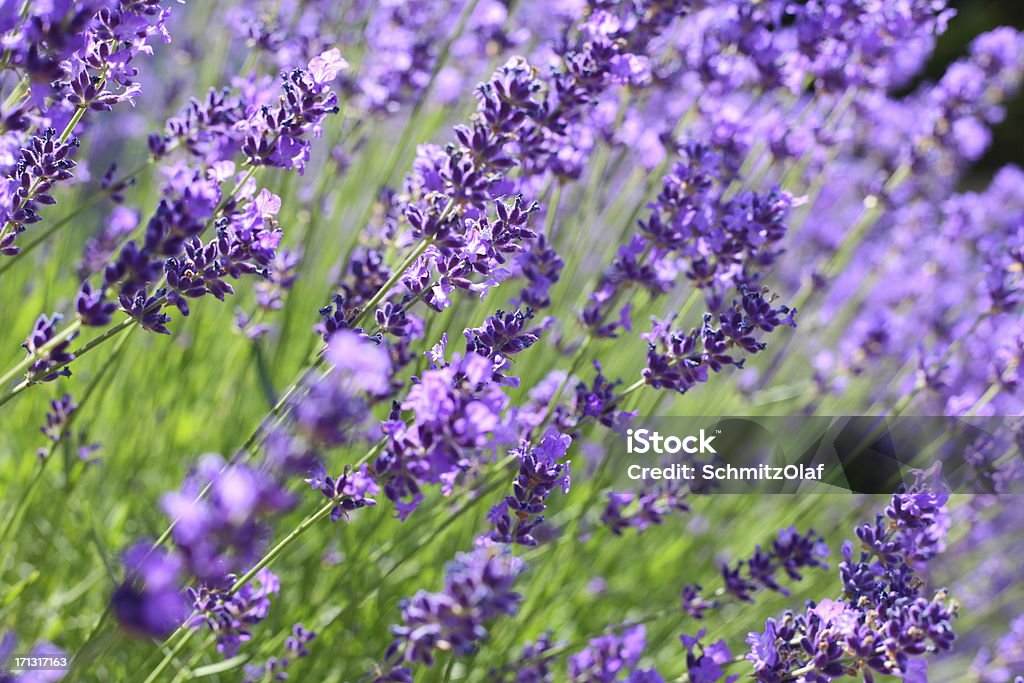 Desabrochando violett Lavanda - Royalty-free Abstrato Foto de stock