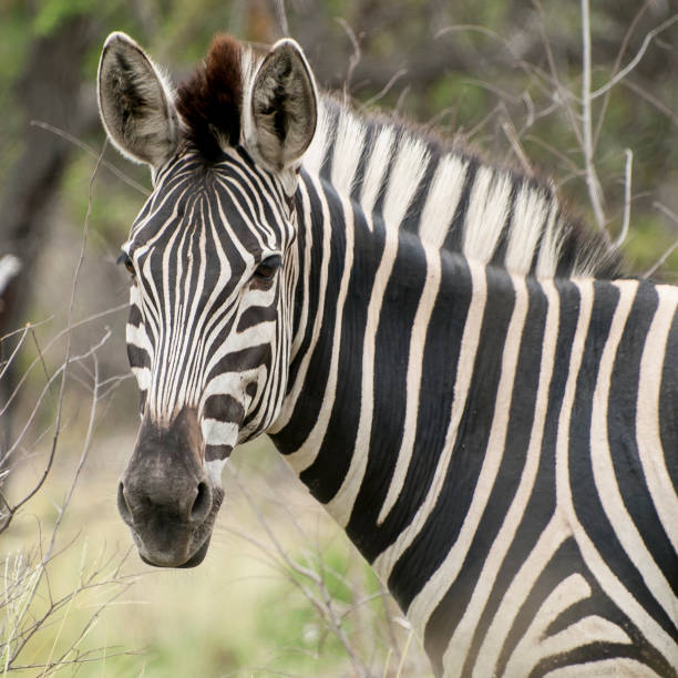 Close-up Portrait of Zebra in black and white.