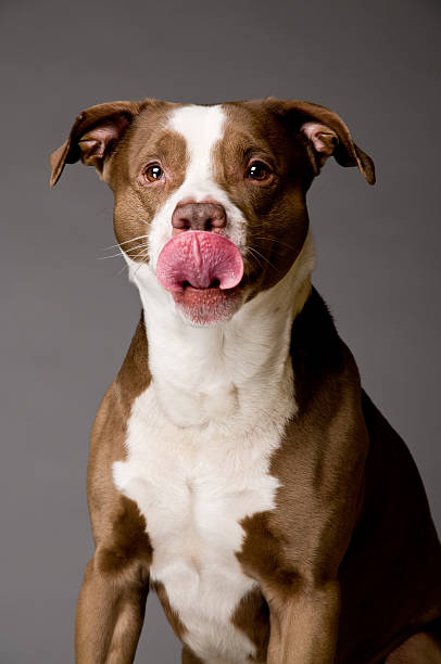 Happy Pit Bull Dog Licking His Nose Happy Brown and White Pitbull Dog Headshot Licking His Nose on Gray Background pit bull power stock pictures, royalty-free photos & images