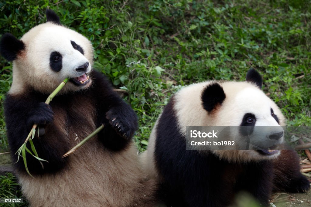 Two Lovely Panda Eating Bamboo Shoots Stock Photo - Download Image Now - Animal, Animal Wildlife, Bamboo - Plant - iStock Two Lovely Panda Eating Bamboo Shoots Stock Photo - Download Image Now - Animal, Animal Wildlife, Bamboo - Plant - iStock
