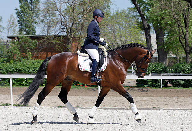 istock Warming up dressage 171317349