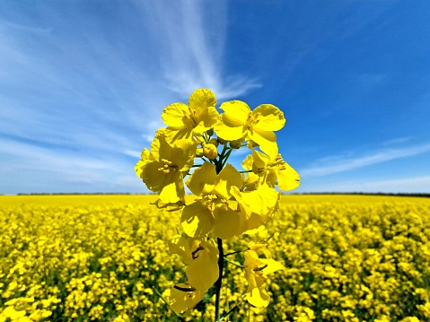 A wonderful view of a blooming yellow field in the middle of which the yellow Raphia flower is centred. There are two basic colours, yellow and blue, symbolic of peace and well-being. This picture takes you back to the beautiful country of Ukraine. Peace and well-being!