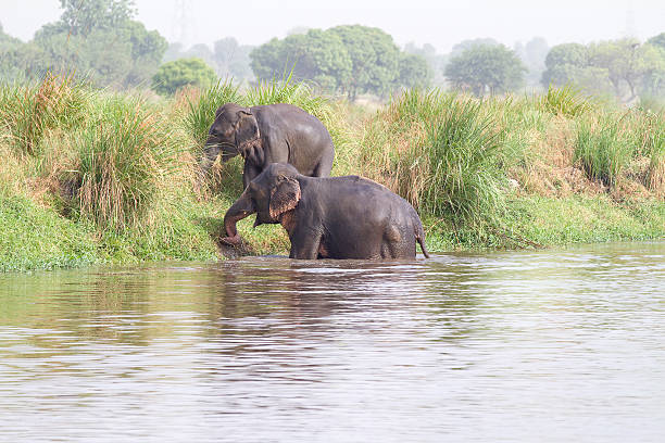 istock Indian Elephants in the wild 171317486