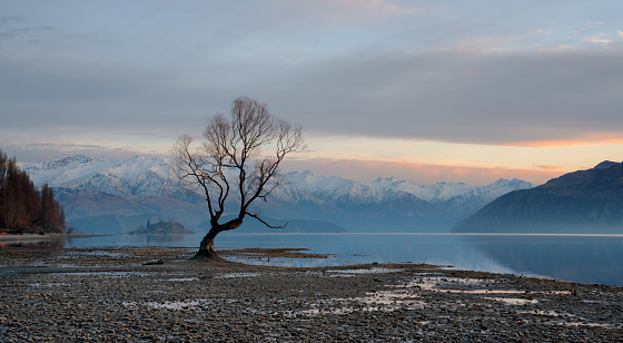 Dawn breaks at the tree at Lake Wanaka, on New Zealand's South Island, and sunlight falls on the snow-covered Southern Alps in the distance.