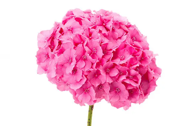 Single flowerhead of a pink hydrangea - studio shot with a white background