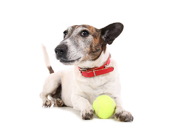istock Dog With Tennis Ball 171317785
