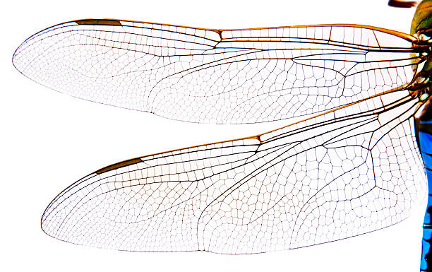 istock Close Up of Dragonfly Wings 171318066