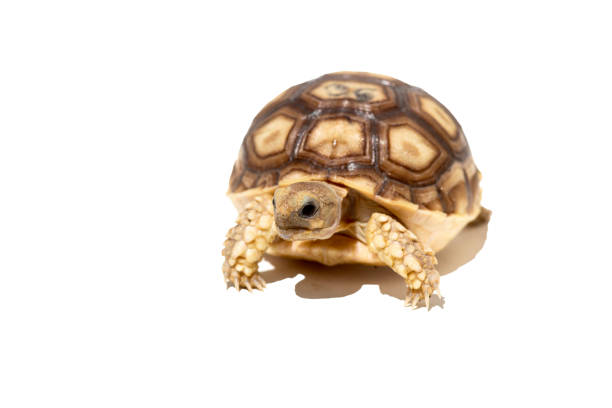 istock Young African spurred tortoise, or Sulcata tortoise (Centrochelys sulcata) isolated on white background 1713180689