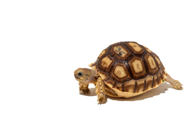 istock Young African spurred tortoise, or Sulcata tortoise (Centrochelys sulcata) isolated on white background 1713180696