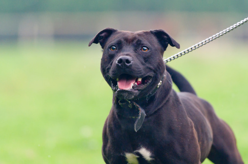 Staffordshire Bull Terrier