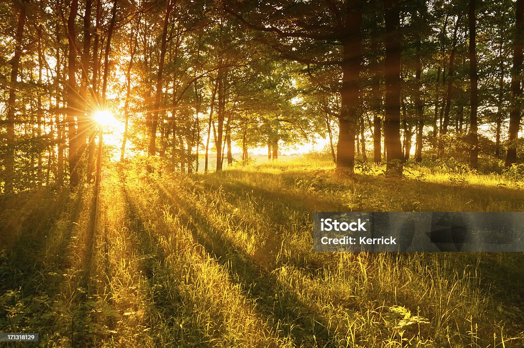 Wald in Hintergrundbeleuchtung - Lizenzfrei Abenddämmerung Stock-Foto