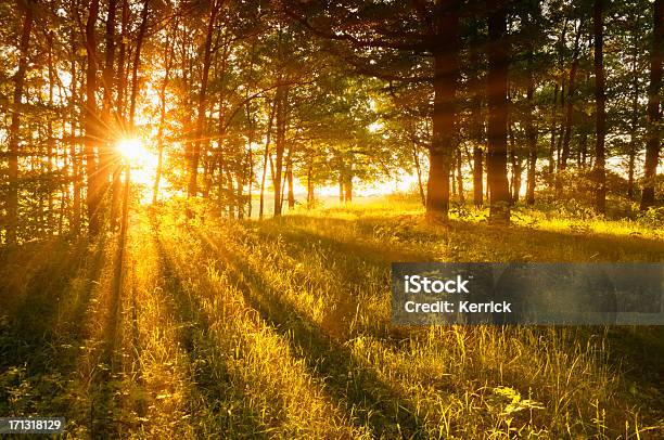 Wald In Hintergrundbeleuchtung Stockfoto und mehr Bilder von Abenddämmerung - Abenddämmerung, Baum, Fotografie