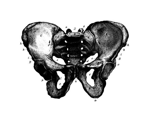 휴머니즘 숫나사 골반/앤틱형 디스트리토 과학적이다 일러스트 및 차트 - coccyx image high contrast close up stock illustrations