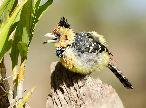 Crested Barbet singing - Kruger National Park, South Africa.