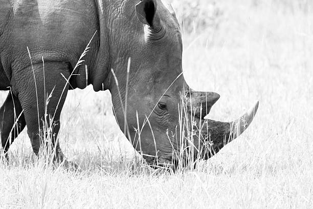 istock White Rhinos - double horns 171318662