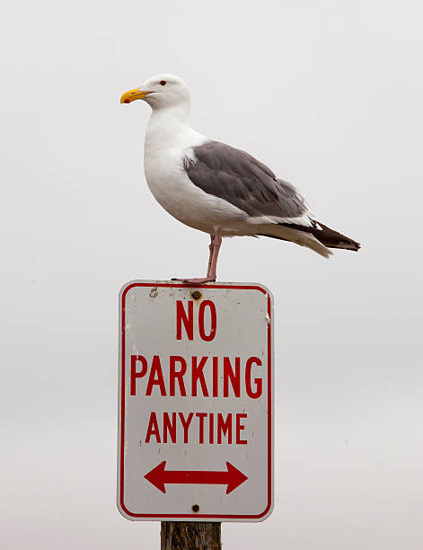istock Seagull Perched on Street Sign 171318806
