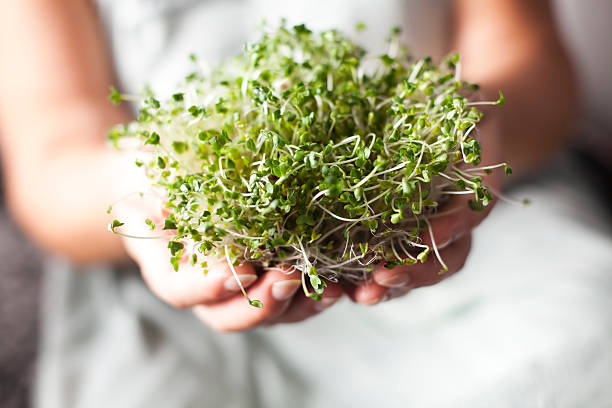 Sprouts Of Broccoli In Hands stock photo