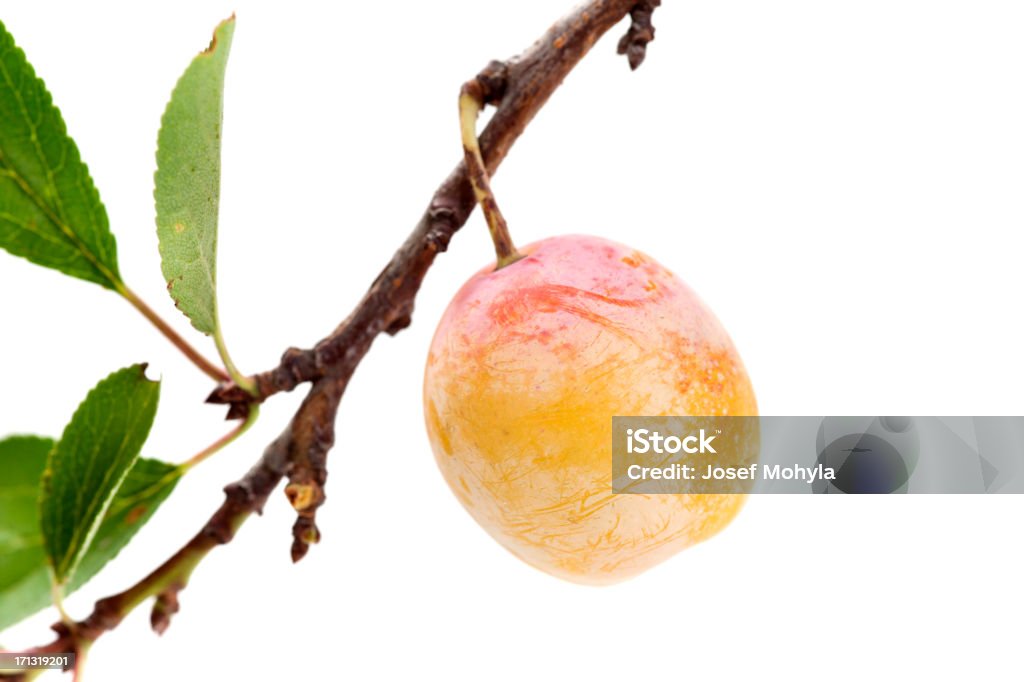 Mirabelle Plum on branch Mirabelle plum on branch isolated on white background. Selective focus, shallow DOF. Mirabelle Plum Stock Photo