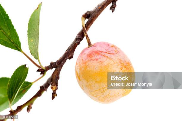 Mirabelle Plum On Branch Stock Photo - Download Image Now - Mirabelle Plum, Berry Fruit, Branch - Plant Part