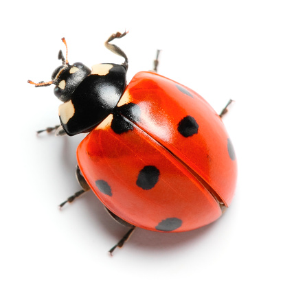 Ladybug with black eyes in macro. Super macro photo of insects and bugs. Ladybug on green leaf.