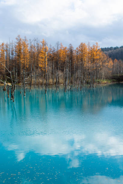 istock Yellow-leaved forest and blue pond in Biei 1713193723
