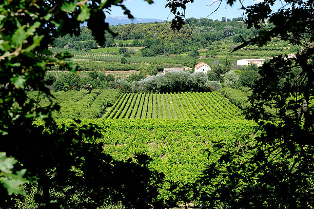 vinho francês, paisagem perto blauvac de vaucluse - venasque imagens e fotografias de stock