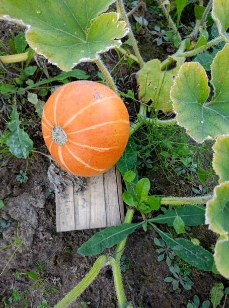 Ripe orange upside down pumpkin in a vegetable garden. Vertical photo, top view