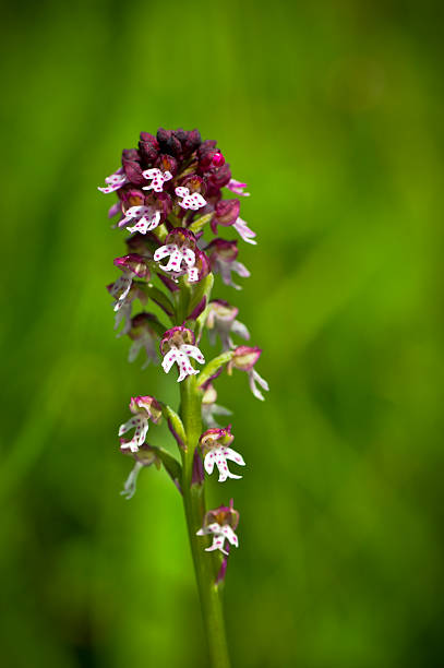 Neotinea ustulata (Burnt-tip Orchid) Neotinea ustulata (Burnt-tip Orchid) is a European terrestrial orchid native to mountains in central and southern Europe. The plant is considered Endangered in Great Britain and Least Concern internationally based on IUCN Red List criteria.  orchis ustulata stock pictures, royalty-free photos & images