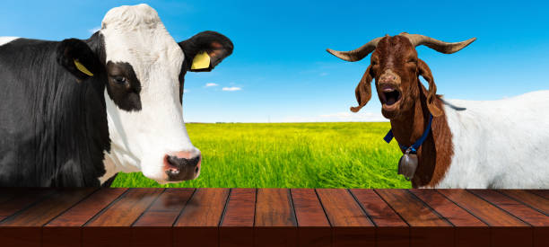 istock Empty Wooden Table with a Dairy Cow and a Horned Goat 1713199971