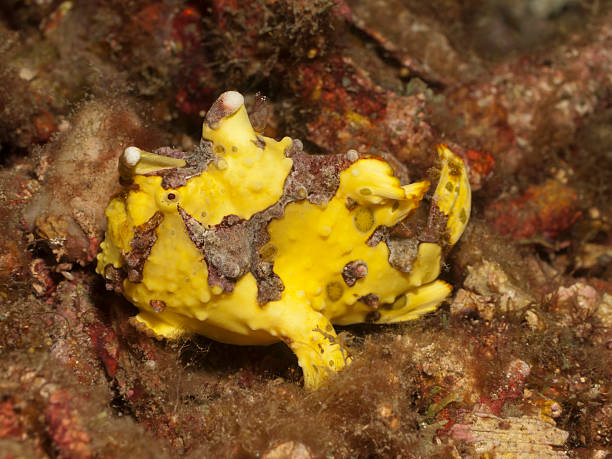 istock Warty frogfish - antennarius maculatus 171320083