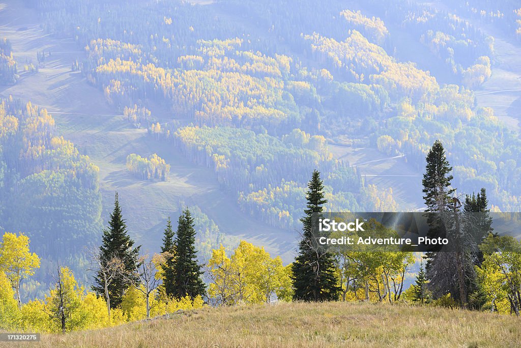 Árvores de Aspen Colorado cores do outono - Foto de stock de Colorado royalty-free